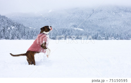 Adorable Female Boxer Dog playing in a snow Adorable Female Boxer Dog playing in a snow 75150595
