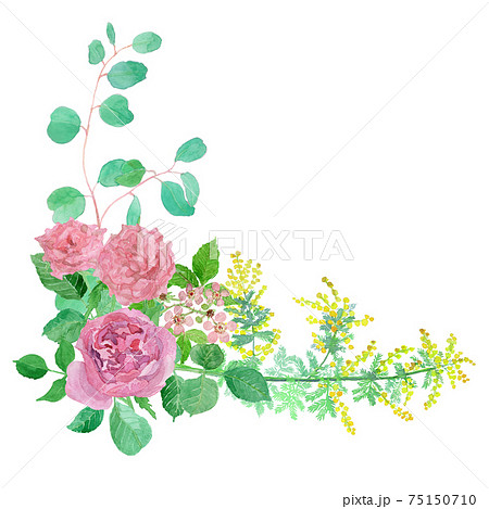 バラ、ミモザ、ユーカリ、ブラックベリー、春の花の水彩イラストフレーム 75150710