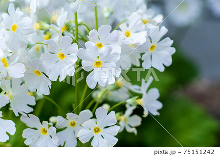 春の花マラコイデス 75151242