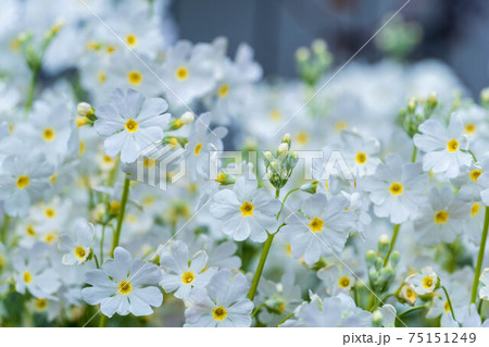 春の花マラコイデス 75151249