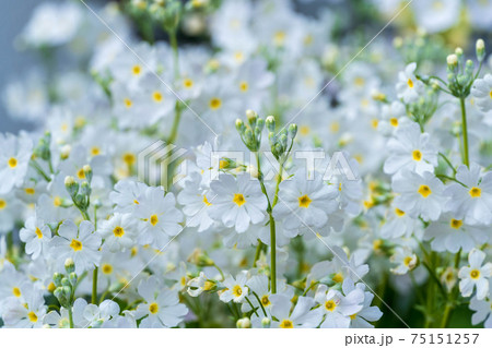 春の花マラコイデス 春の花マラコイデス 75151257
