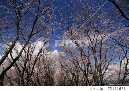 淡墨桜の里:根尾路・92(岐阜県本巣市佐原) 淡墨桜の里:根尾路・92(岐阜県本巣市佐原) 75151671