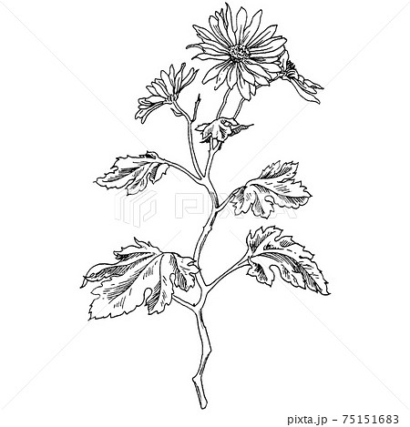 植物画 キクのイラスト素材