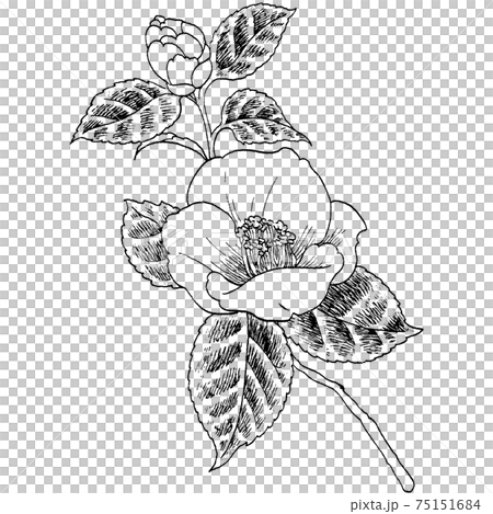 Botanical illustration-Camellia 75151684