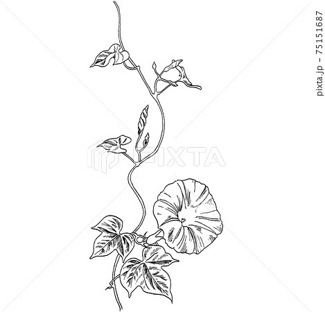 植物画 - アサガオ 植物画 - アサガオ 75151687