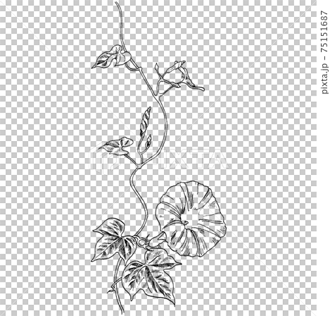 植物画 - アサガオ 植物画 - アサガオ 75151687