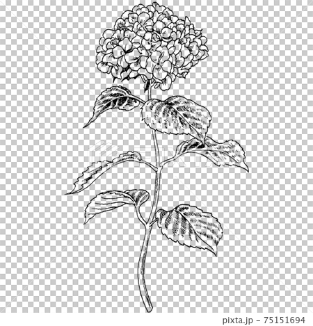 あじさい植物画 植物画 - アジサイのイラスト素材 [75151694] - PIXTA