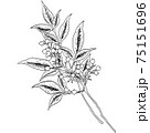 植物画 - ナンテン 植物画 - ナンテン 75151696