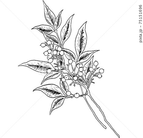 植物画 - ナンテン 植物画 - ナンテン 75151696