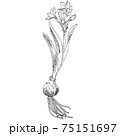 植物画 - スイセン 75151697