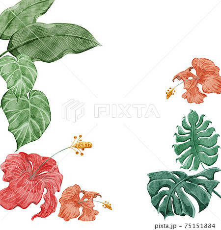 熱帯植物トロピカルハイビスカスフレームデコレーションのイラスト素材