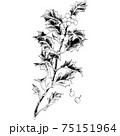 植物画 - ヒイラギ 植物画 - ヒイラギ 75151964
