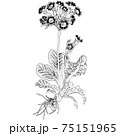 植物画 - プリムラ 植物画 - プリムラ 75151965