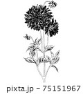 植物画 - ダリア 植物画 - ダリア 75151967