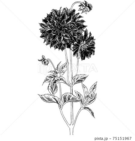 植物画 ダリアのイラスト素材
