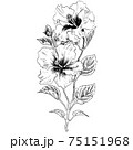 植物画 - ハイビスカス 75151968