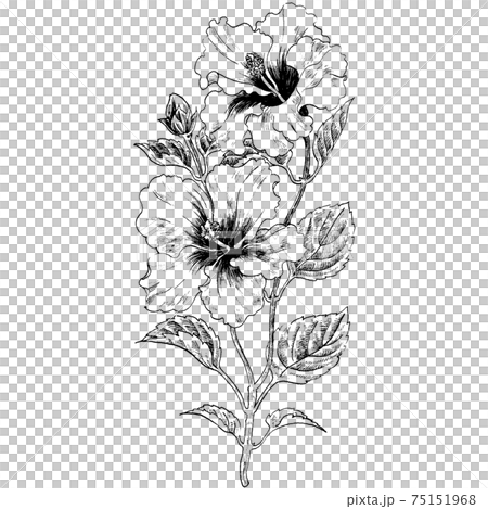 植物画 - ハイビスカス 75151968
