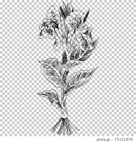 植物画 カンナのイラスト素材