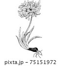植物画 - アガパンサス 75151972