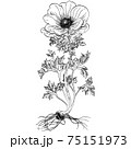 植物画 - アネモネ 75151973