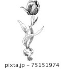 植物画 - チューリップ 75151974