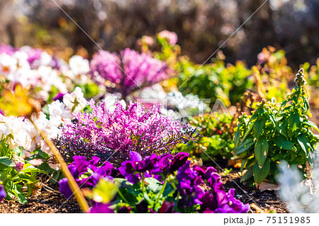 春 フリル付きの葉牡丹の咲く花壇 春 フリル付きの葉牡丹の咲く花壇 75151985