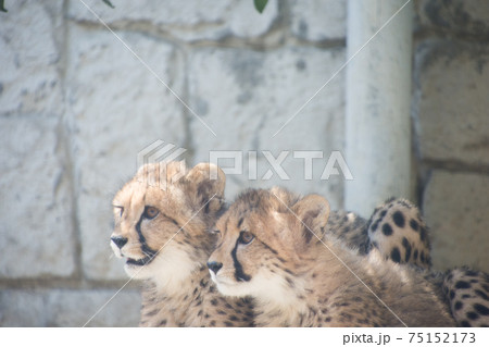 チーターの子供たちの写真素材
