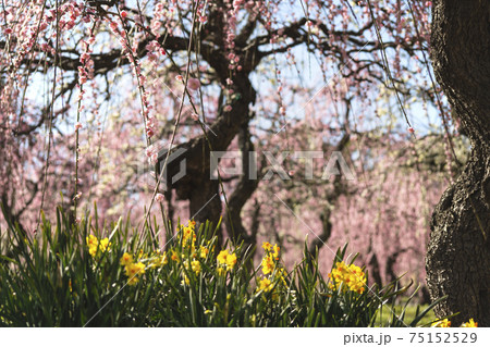 優雅なしだれ梅と水仙　しだれ梅まつり　名古屋農業センター　2021 75152529