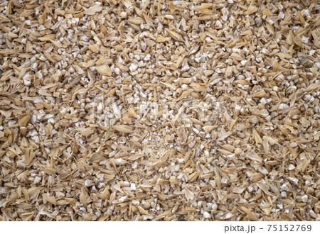 barley in studio 75152769