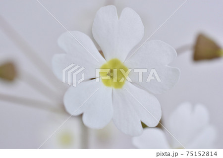 プリムラシネンシス 75152814