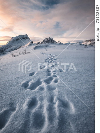 Footprint of mountaineer on snow hill and snowy mountain range in the morning at Senja Island 75152887