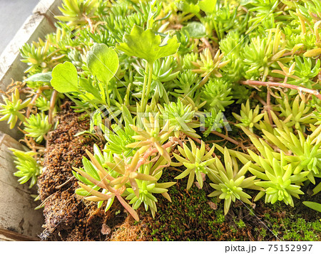 写真素材: 多肉植物の寄せ植え　セダム 75152997