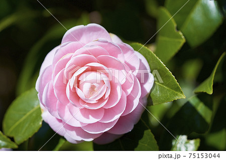 八重咲きの椿 八重咲きの椿 75153044