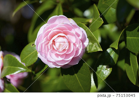 八重咲きの椿の写真素材