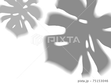 Transparent shadow overlay of a Monstera leaf 75153046