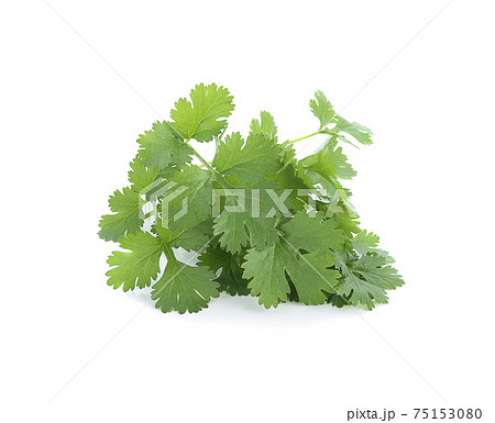 coriander leaves isolated on white background 75153080
