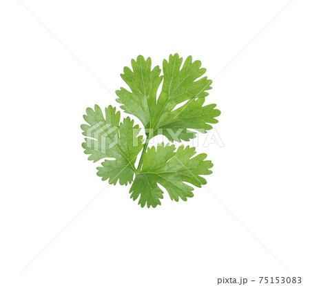 coriander leaves isolated on white background 75153083