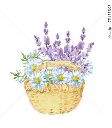 Lavender And Margaret In The Basket Stock Illustration