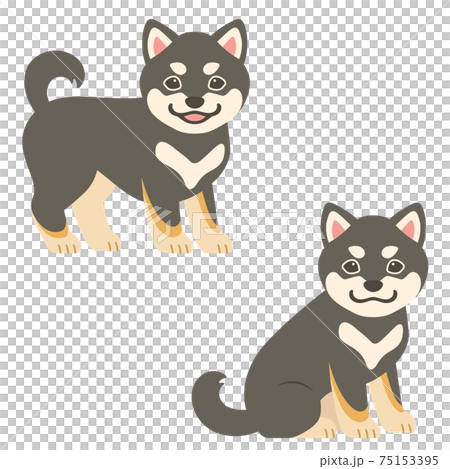 Shiba Inu puppy (Kuroshiba) 75153395