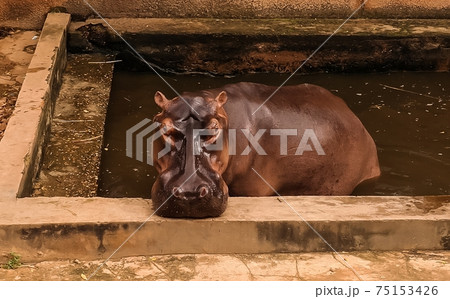 portrait of hippopotamus in Niamey at Niger 75153426