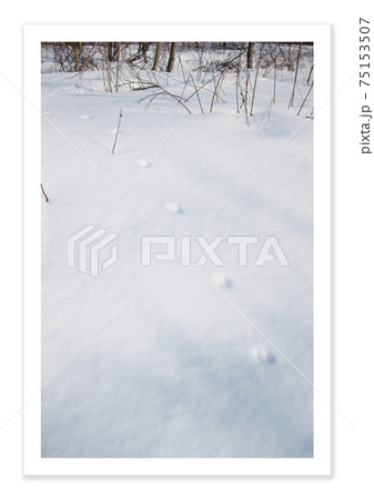 フィルム写真　ウサギの足跡 75153507