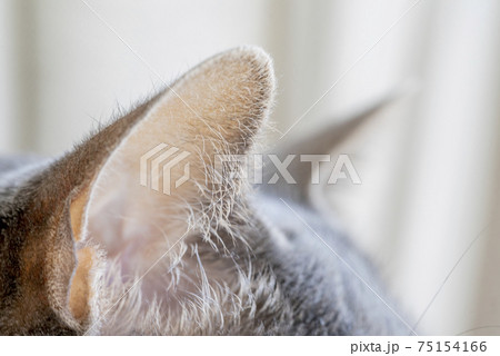 猫の耳のアップ 75154166