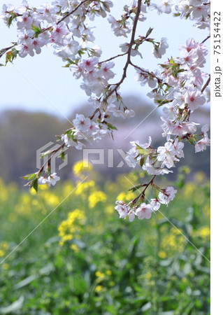 春爛漫満開 春爛漫満開 75154422