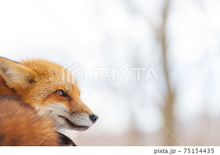 冬の雪景色のキタキツネ 75154435