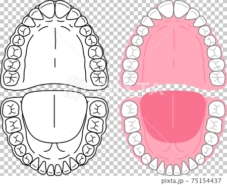口腔和牙齒的插圖 75154437