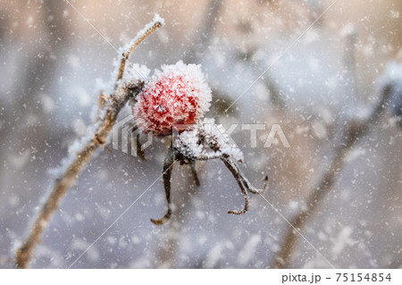 Dog rose berry covered with hoarfrost at winter sunny day. 75154854