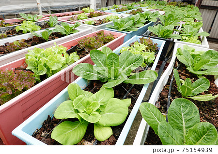 Green and red oak with cos lettuce vegetable salad hygienic organic plant hydroponic cultivation tree garden farm. Green and red oak with cos lettuce vegetable salad hygienic organic plant hydroponic cultivation tree garden farm. 75154939