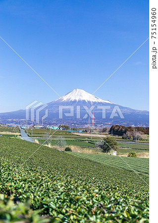 「静岡県」富士山と茶畑 「静岡県」富士山と茶畑 75154960
