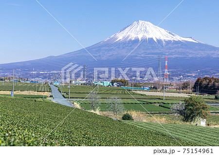 「静岡県」富士山と茶畑 「静岡県」富士山と茶畑 75154961