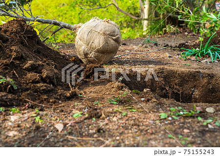 植木を移植する 春の公園 植木を移植する 春の公園 75155243